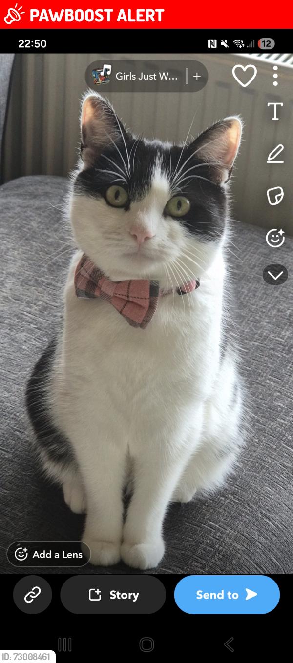 Lost Female Cat last seen Emcote road, Warwickshire, England CV34