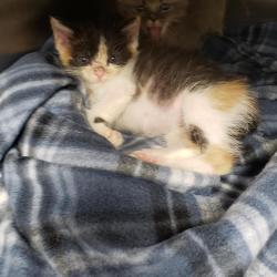 Shelter Stray Female Cat last seen CHARLOTTE, 8315 Byrum Dr, Charlotte, NC 28217, USA