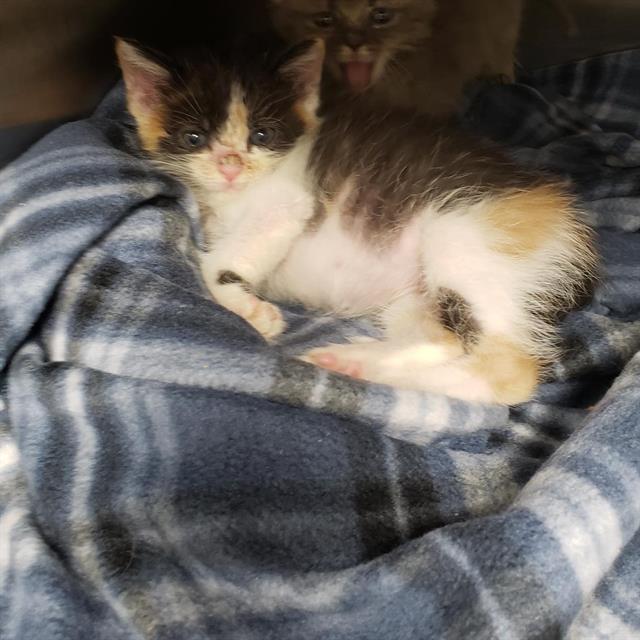 Shelter Stray Female Cat last seen CHARLOTTE, 8315 Byrum Dr, Charlotte, NC 28217, USA