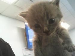Shelter Stray Male Cat last seen CHARLOTTE, 8315 Byrum Dr, Charlotte, NC 28217, USA