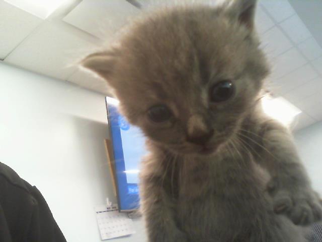 Shelter Stray Male Cat last seen CHARLOTTE, 8315 Byrum Dr, Charlotte, NC 28217, USA