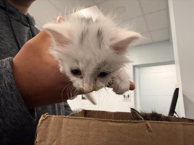 Shelter Stray Male Cat last seen CHARLOTTE, 8315 Byrum Dr, Charlotte, NC 28217, USA
