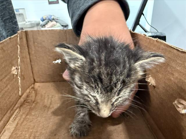 Shelter Stray Male Cat last seen CHARLOTTE, 8315 Byrum Dr, Charlotte, NC 28217, USA