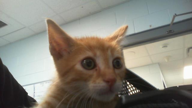Shelter Stray Male Cat last seen CHARLOTTE, 8315 Byrum Dr, Charlotte, NC 28217, USA