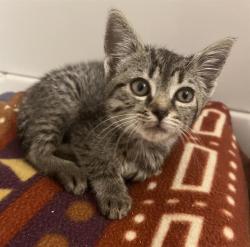 Shelter Stray Female Cat last seen CHARLOTTE, 8315 Byrum Dr, Charlotte, NC 28217, USA