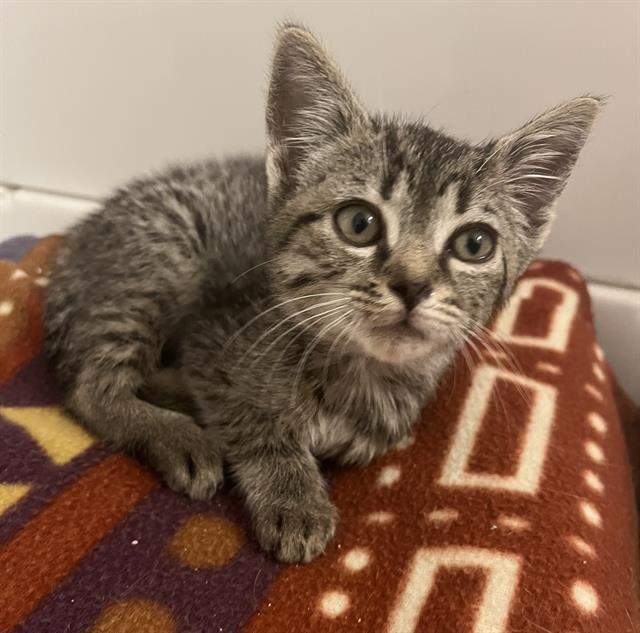 Shelter Stray Female Cat last seen CHARLOTTE, 8315 Byrum Dr, Charlotte, NC 28217, USA