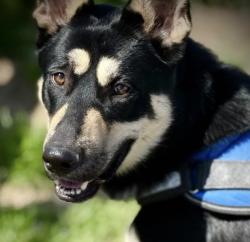 Lost Male Dog last seen By park orchard , Moses Lake, WA 98837