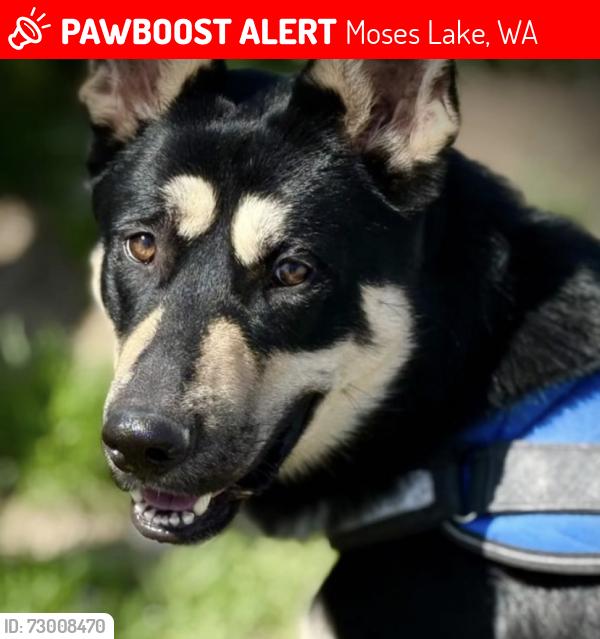Lost Male Dog last seen By park orchard , Moses Lake, WA 98837