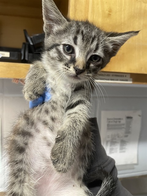 Shelter Stray Male Cat last seen Near BLOCK ORANGE AVE W, TALLAHASSEE FL 32310, 1125 Easterwood Dr, Tallahassee, FL 32311, USA
