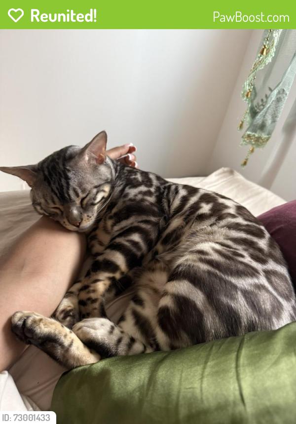 Reunited Male Cat last seen West LA, Los Angeles, CA 90025