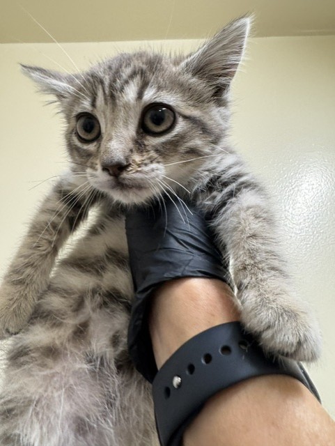 Shelter Stray Female Cat last seen MOWRY, 1950 Stevenson Blvd, Fremont, CA 94538, USA