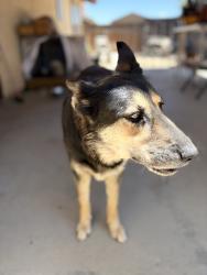 Reunited Female Dog last seen Escondido Ave , Hesperia, CA 92344