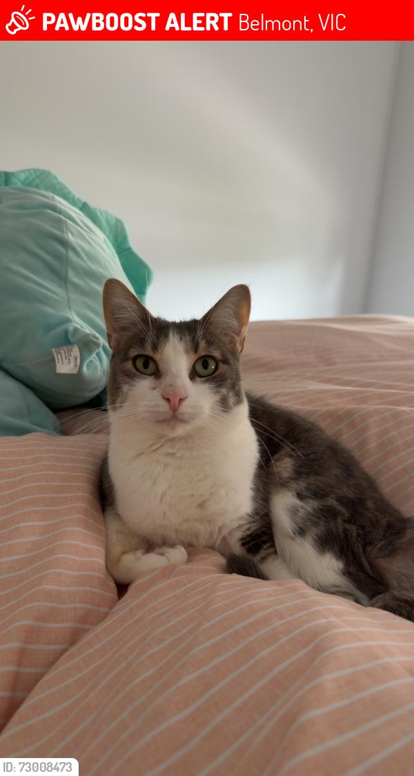 Lost Female Cat last seen Highmont drive , Belmont, VIC 3216