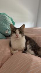 Lost Female Cat last seen Highmont drive , Belmont, VIC 3216