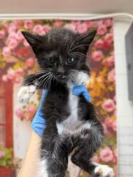 Shelter Stray Male Cat last seen ABANDONED AT TARGET, 333 Chandler Pl, San Bernardino, CA 92408, USA