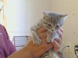Shelter Stray Female Cat last seen TAD LN/OLD AUBURN RD, 95610, 3839 Bradshaw Rd, Sacramento, CA 95827, USA