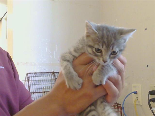 Shelter Stray Female Cat last seen TAD LN/OLD AUBURN RD, 95610, 3839 Bradshaw Rd, Sacramento, CA 95827, USA