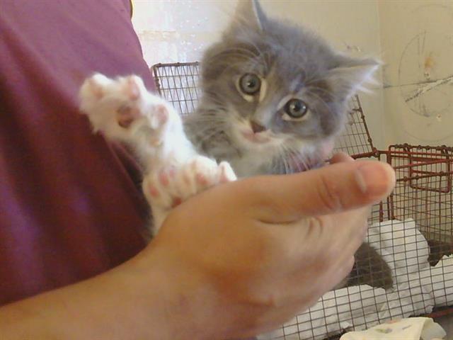 Shelter Stray Male Cat last seen TAD LN/OLD AUBURN RD, 95610, 3839 Bradshaw Rd, Sacramento, CA 95827, USA