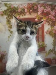 Shelter Stray Male Cat last seen N CLIFFORD AND FOOT HILL, 333 Chandler Pl, San Bernardino, CA 92408, USA