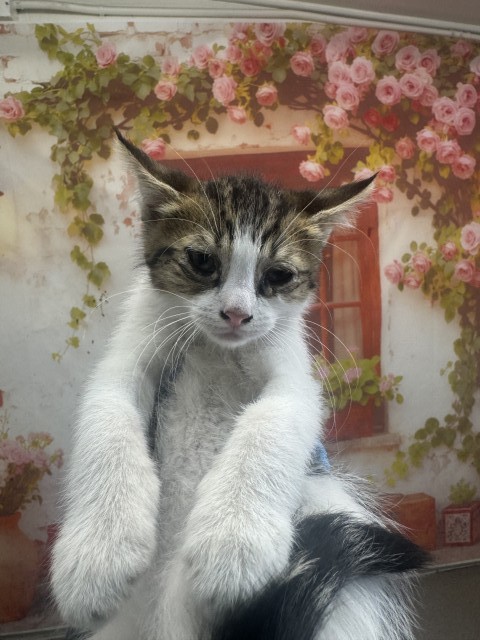 Shelter Stray Male Cat last seen N CLIFFORD AND FOOT HILL, 333 Chandler Pl, San Bernardino, CA 92408, USA