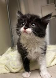 Shelter Stray Female Cat last seen JOY DR/5TH ST, 95632, 3839 Bradshaw Rd, Sacramento, CA 95827, USA