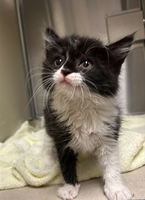 Shelter Stray Female Cat last seen JOY DR/5TH ST, 95632, 3839 Bradshaw Rd, Sacramento, CA 95827, USA