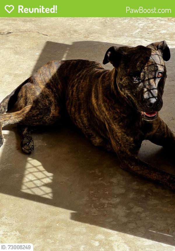 Reunited Female Dog last seen Agapanthus Ct, Riverside, CA 92508, USA, Riverside, CA 92508