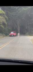 Found/Stray Unknown Dog last seen Rose Ln, Bolinas, CA 94924