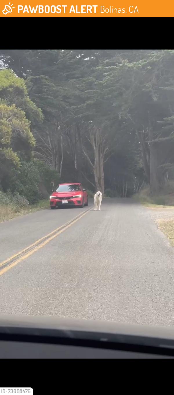 Found/Stray Unknown Dog last seen Rose Ln, Bolinas, CA 94924