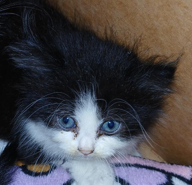 Shelter Stray Male Cat last seen CITY RESCUE MISSION MCDUFF, 2020 Forest St, Jacksonville, FL 32204, USA