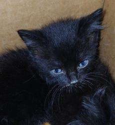 Shelter Stray Male Cat last seen CITY RESCUE MISSION MCDUFF, 2020 Forest St, Jacksonville, FL 32204, USA
