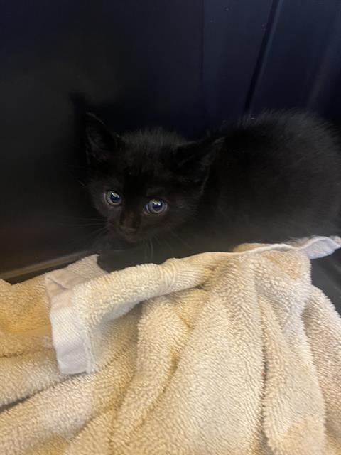 Shelter Stray Male Cat last seen AUBRELL RD, 8311 Freedom Dr, Pearland, TX 77581, USA
