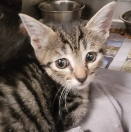 Shelter Stray Female Cat last seen , 1850 W 60th St, Los Angeles, CA 90047, USA
