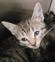 Shelter Stray Male Cat last seen , 1850 W 60th St, Los Angeles, CA 90047, USA