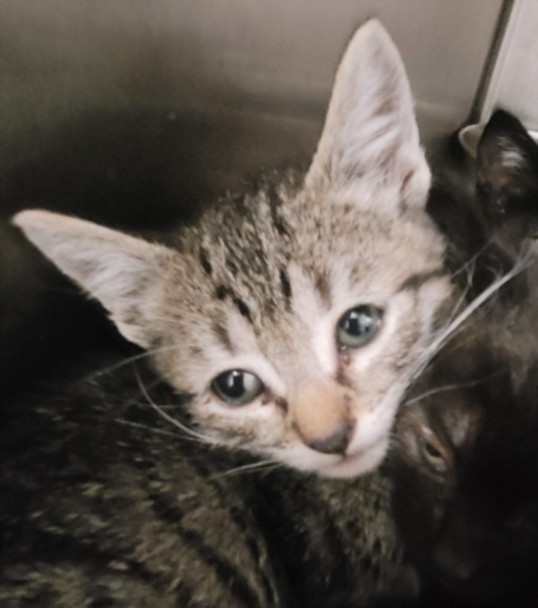 Shelter Stray Male Cat last seen , 1850 W 60th St, Los Angeles, CA 90047, USA