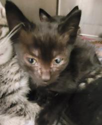 Shelter Stray Female Cat last seen , 1850 W 60th St, Los Angeles, CA 90047, USA