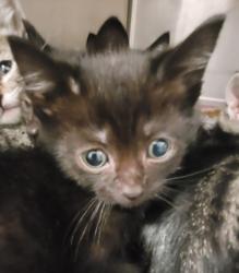 Shelter Stray Male Cat last seen , 1850 W 60th St, Los Angeles, CA 90047, USA