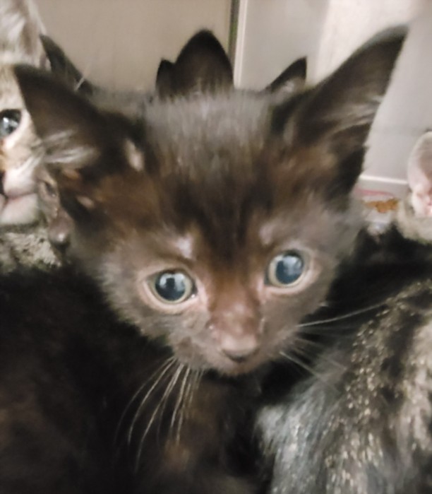 Shelter Stray Male Cat last seen , 1850 W 60th St, Los Angeles, CA 90047, USA