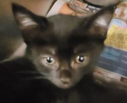 Shelter Stray Male Cat last seen , 1850 W 60th St, Los Angeles, CA 90047, USA