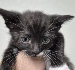 Shelter Stray Female Cat last seen Near BLOCK RENCH RD, BAKERSFIELD CA 93308, 3951 Fruitvale Ave, Bakersfield, CA 93308, USA
