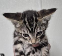 Shelter Stray Male Cat last seen Near BLOCK TANGELOS ST, BAKERSFIELD CA 93306, 3951 Fruitvale Ave, Bakersfield, CA 93308, USA