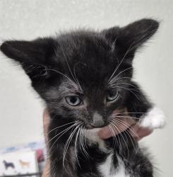 Shelter Stray Male Cat last seen Near BLOCK TANGELOS ST, BAKERSFIELD CA 93306, 3951 Fruitvale Ave, Bakersfield, CA 93308, USA