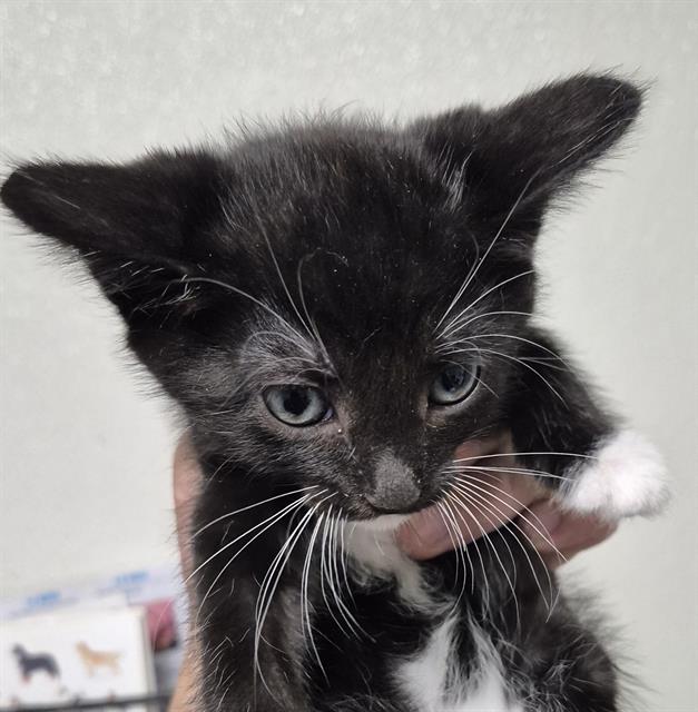 Shelter Stray Male Cat last seen Near BLOCK TANGELOS ST, BAKERSFIELD CA 93306, 3951 Fruitvale Ave, Bakersfield, CA 93308, USA