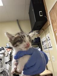 Shelter Stray Male Cat last seen CLAIRE AVE & RIO LINDA BLVD, 2127 Front St, Sacramento, CA 95818, USA