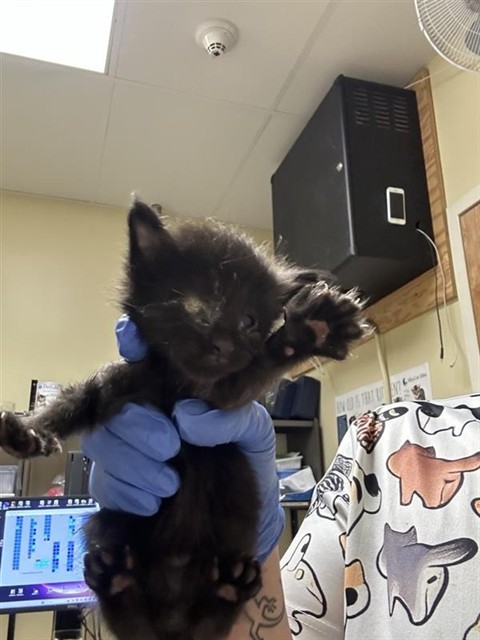 Shelter Stray Male Cat last seen CLAIRE AVE & RIO LINDA BLVD, 2127 Front St, Sacramento, CA 95818, USA
