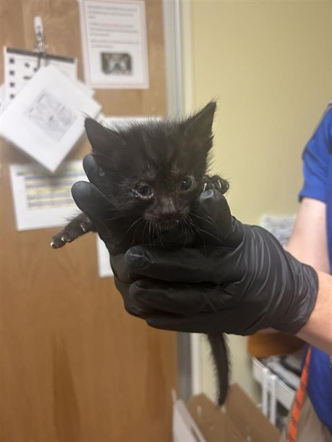 Shelter Stray Male Cat last seen CLAIRE AVE & RIO LINDA BLVD, 2127 Front St, Sacramento, CA 95818, USA