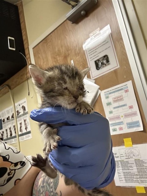 Shelter Stray Female Cat last seen CLAIRE AVE & RIO LINDA BLVD, 2127 Front St, Sacramento, CA 95818, USA