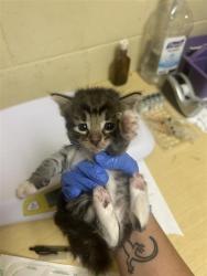 Shelter Stray Male Cat last seen CLAIRE AVE & RIO LINDA BLVD, 2127 Front St, Sacramento, CA 95818, USA