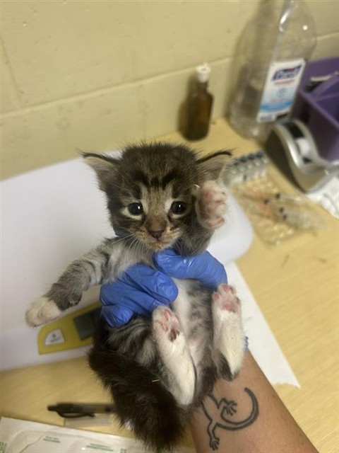 Shelter Stray Male Cat last seen CLAIRE AVE & RIO LINDA BLVD, 2127 Front St, Sacramento, CA 95818, USA