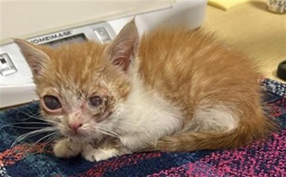 Shelter Stray Male Cat last seen SEYFERTH WAY & LA MANCHA WAY, 2127 Front St, Sacramento, CA 95818, USA